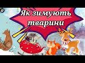 Як зимують тварини? Як готуються до зими. Лісові звірі взимку. Життя тварин зимою. Хто як зимує.