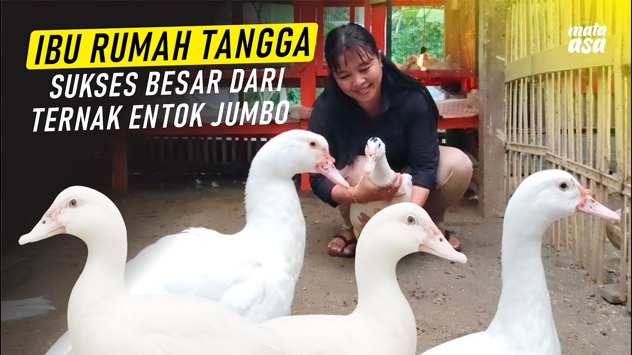 IBU RUMAH TANGGA ini Sukses dari Entok Jumbo ❗❗