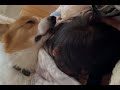 Corgi Sleeping On Girl