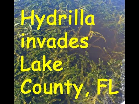 Hydrilla in Lake County, FL Lakes.  Is it winning?