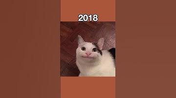 Legendary Cat Memes (then vs now) #shorts
