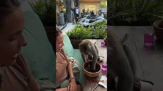 Monkey Steals Salad And Attacks Woman In Bali