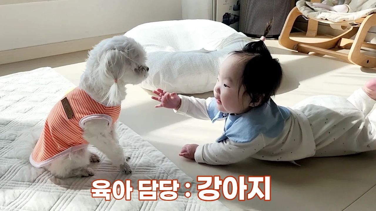 강아지에게 아기를 맡겼더니..이렇게까지?