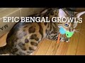 Epic bengal growls