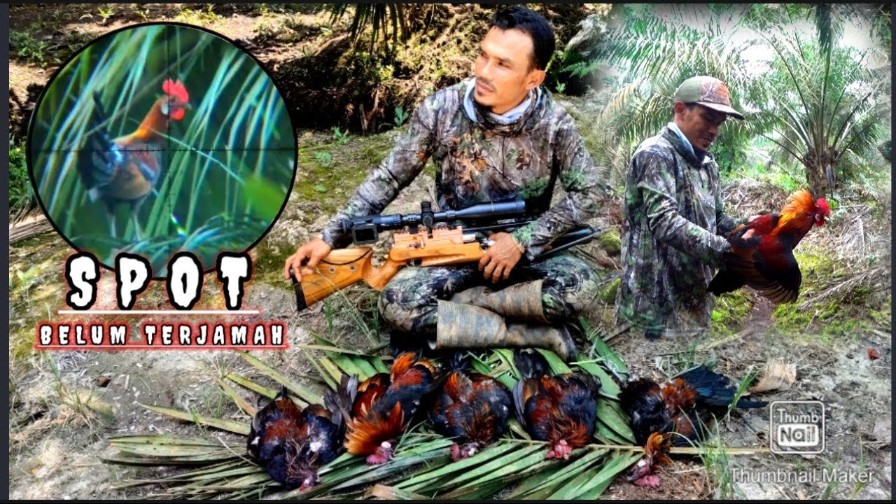 spot belum pernah di jamah , BERBURU AYAM HUTAN SUMATRA