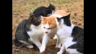 Titanic Versi Reggae By Rizal