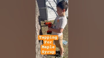 Tree Tapping in your Suburban Yard! Collect Sap for Homemade Syrup! #homestead #maplesyrup #homemade
