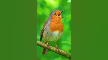 Relaxing Bird Sounds & Songs Worldwide | For Sleep, Study & Stress Relief