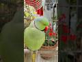 मिट्ठू को नींद आ रही है 🥱😴 #sleep #parrot #viral #ytshorts