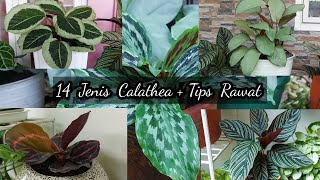 14 Jenis Calathea + Tips Rawat