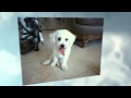 Central Jersey Pet Services Pet Sitter, Dog Walker, Dog Boarding at http://WeSitPets.com Central Jersey Pet Services Pet Sitter, Dog Walker, Dog Boarding at http://WeSitPets.com