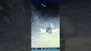 Possum Attacks Skunk