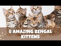 8 Amazing Bengal kittens 🥰❤️
