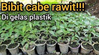 Bibit cabe rawit di gelas plastik tumbuh subur dan siap tanam