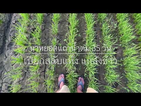 Direct Seeding Rice and AWD ข้าวนาหยอดแถวน้ำตม-3