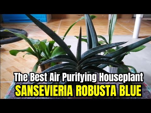 Sansevieria Blue Robusta | The Best Air Filtering and Purifying Houseplant in 2023