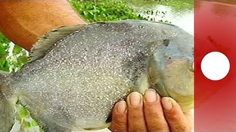 Des piranhas attaquent une soixantaine de personnes