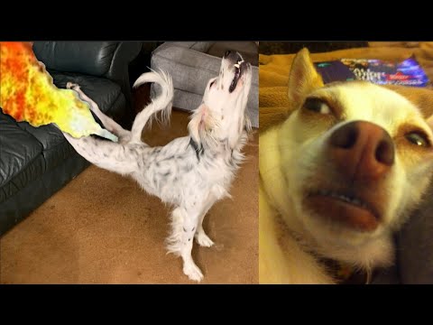 10 Minutes Of Dogs Reaction To Fart 🐕💨  - TRY NOT TO LAUGH 😂😂😂
