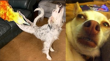 10 Minutes Of Dogs Reaction To Fart 🐕💨  - TRY NOT TO LAUGH 😂😂😂