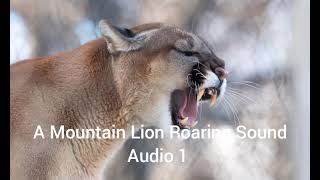 A Mountain Lion Roaring Sound Audio 1