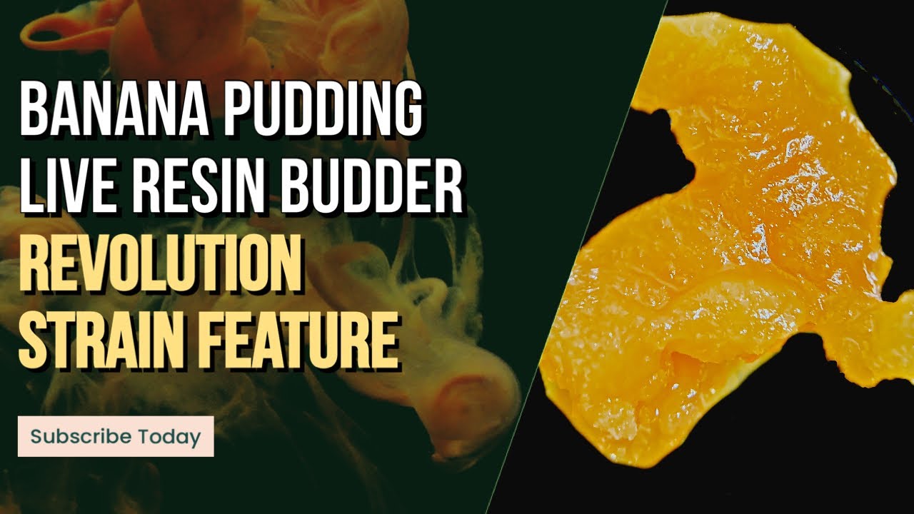 Banana Pudding Live Resin Budder Revolution Strain Feature YouTube