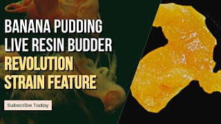 Banana Pudding Live Resin Budder Revolution Strain Feature