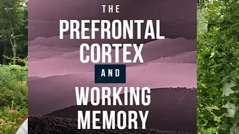 The Prefrontal Cortex and Working Memory