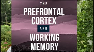 The Prefrontal Cortex and Working Memory