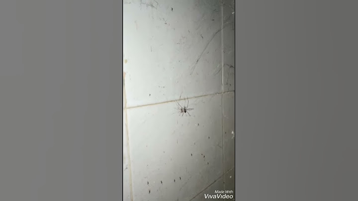 Spider vs Mosquito
