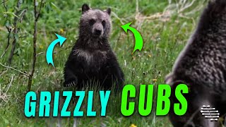 Person Observing a Young Grizzly Cub and Mother in the Rocky Mountains