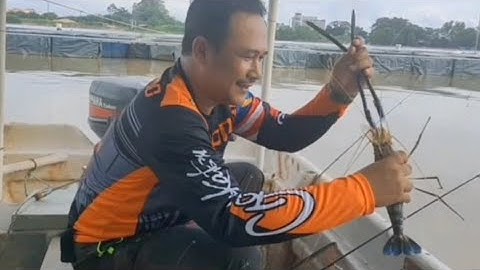 Rekod Peribadi Udang Galah TERBESAR Teluk Intan 2021