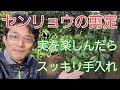 【千両(センリョウ)の剪定①】実を楽しんだら、スッキリお手入れ🍃✨