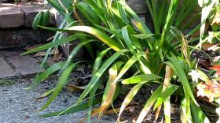 Details Gopher Eats My Iris! Update