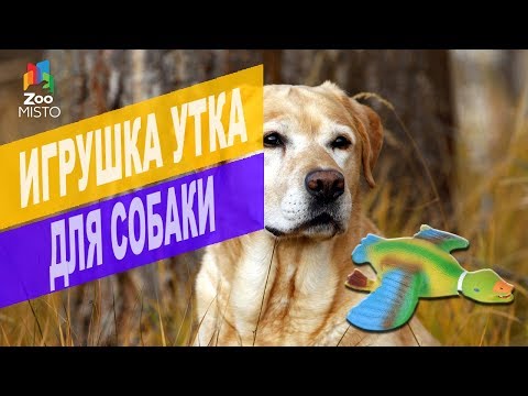 Видео: Утка для собак - Польза утки для собак