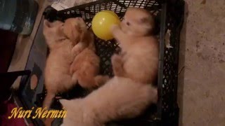 Смешные маленькие котята играют. Смешные маленькие котята играют.