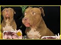 What to do with my pitbull if i leave the room during shootingpitbull eating raw foodasmr