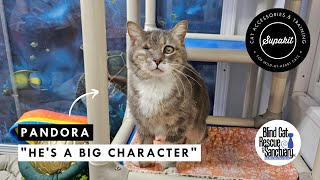 Pandora's Journey: From One-Eyed Street Cat to Store Greeter and Beyond by Supakit 1,876 views 7 days ago 2 minutes, 36 seconds