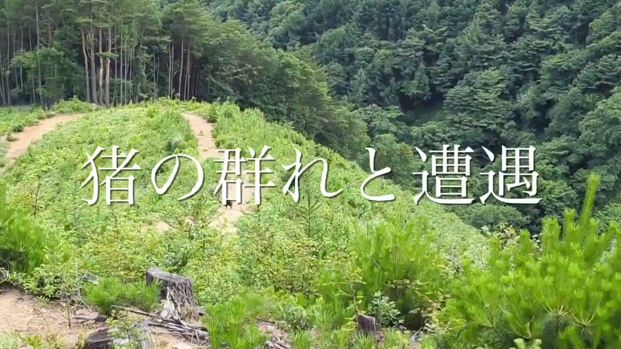 ハイキングで猪ファミリーと遭遇 ウリ坊が速い Wild boar family and