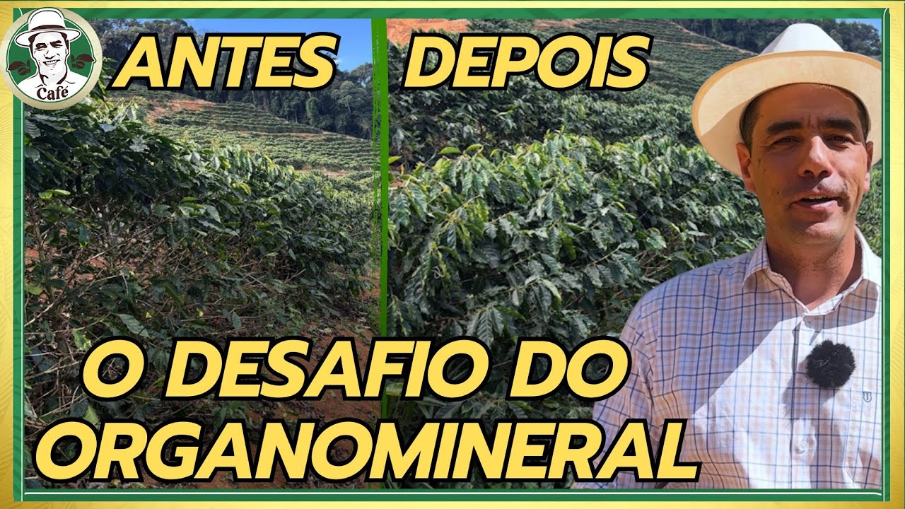VOLTAMOS AO SÍTIO VAI E VOLTA. SERÁ QUE ORGANOMINERAL DEU CERTO?
