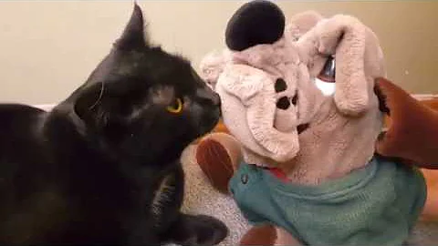 TODAY'S OJIBWE WORD OF THE DAY: "GAAZHAGENS" - CAT