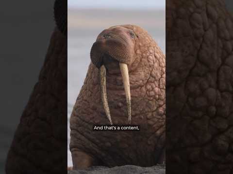 Day in the Life: Pacific Walrus #alaska #marinemammals