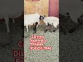 Carneras Disponibles Las Vegas Nevada Rancho Rey De Oro!!!