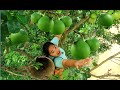 women Find food meet Pomelo Natural in forest - Pomelo Natural  Eating delicious