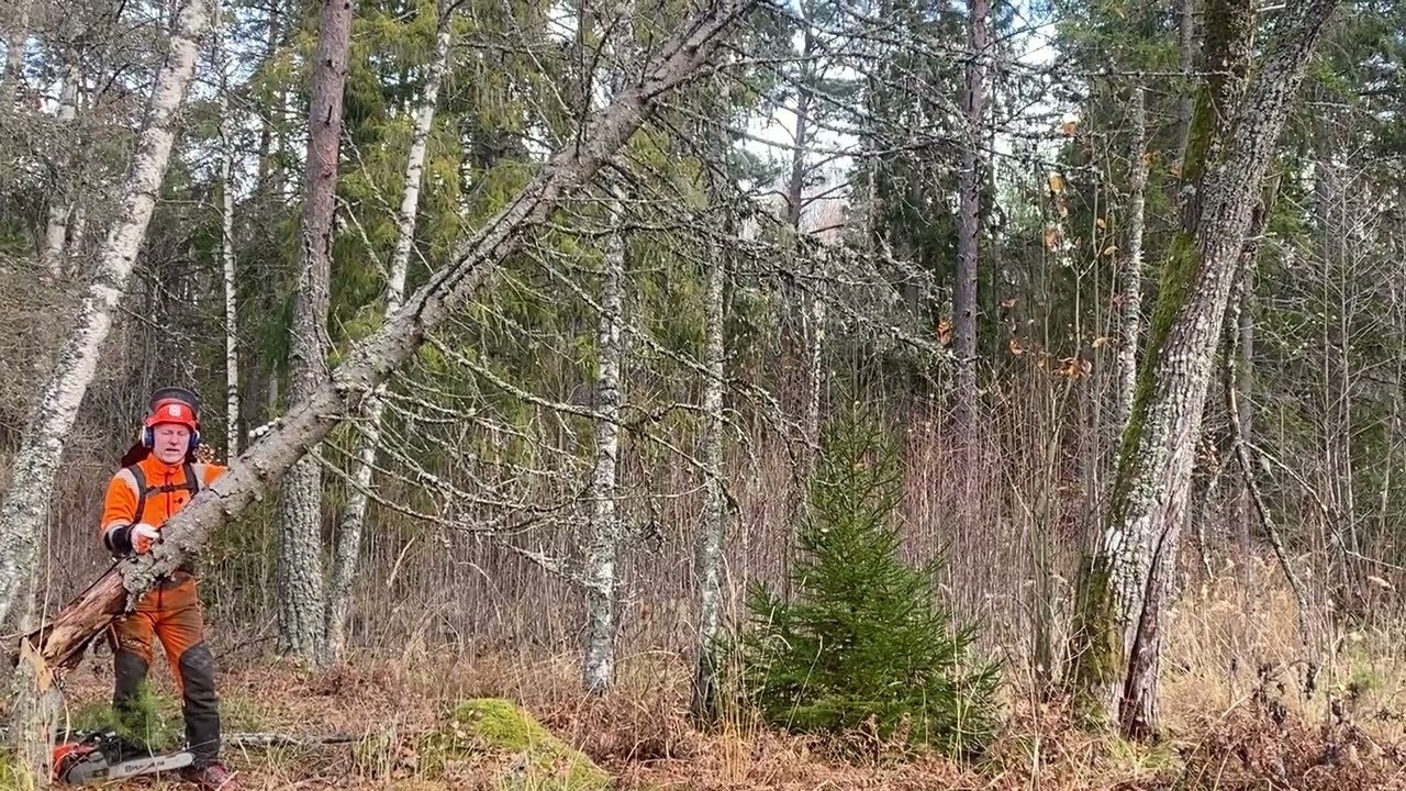 Motorsåg C-kurs Lumpning , Nedtagning av ruttet träd på säkert sätt med motorsåg!