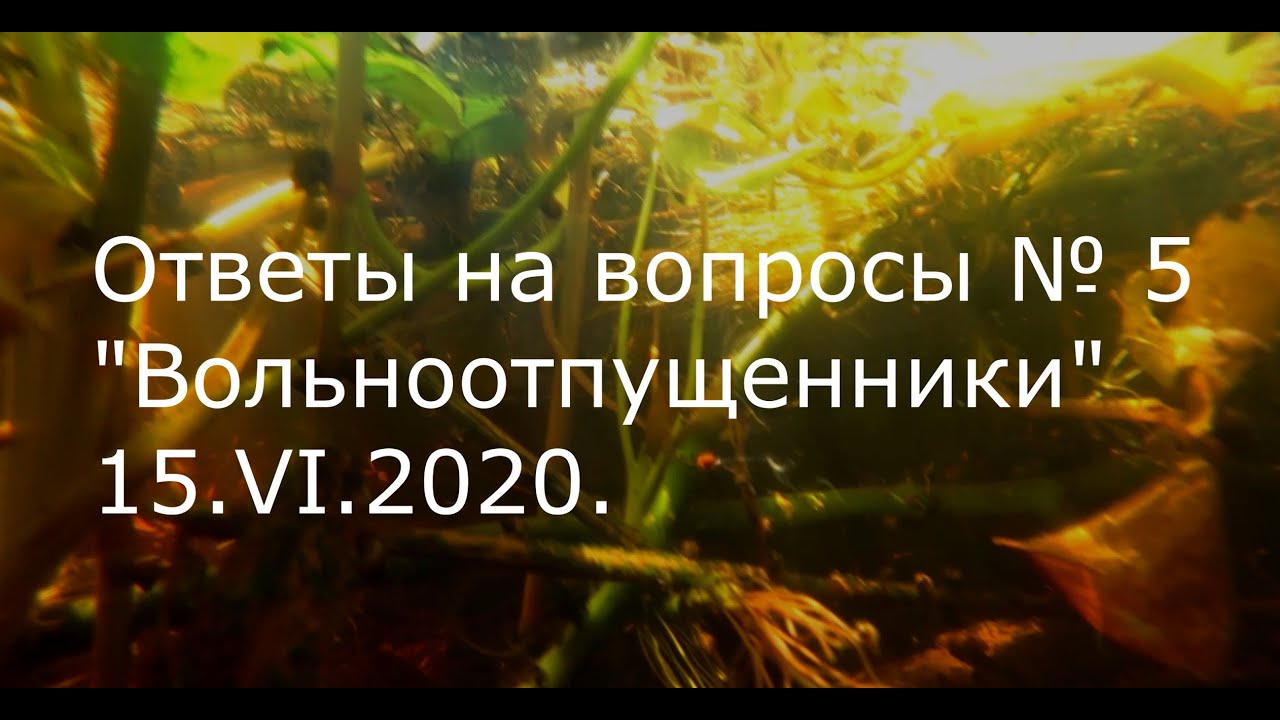 С.В. Савельев - Вольноотпущенники - YouTube