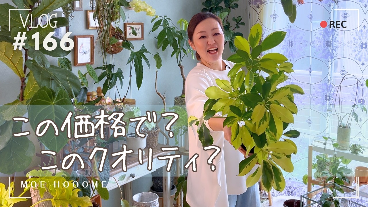 Home Improvement Store Plants] This quality at this price? I tried