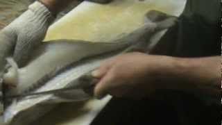 Lou filleting Cod in Newfoundland.