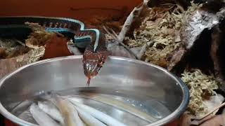 California Red Sided Garter Snake