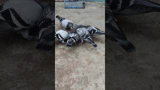 tips for good baby growth #pigeonbabygrowth