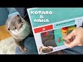 カワウソコタローとハナ かわいい鳥の知育玩具に容赦ないコタロー Otter Kotaro&Hana Woodpecker Feeding Game Toy